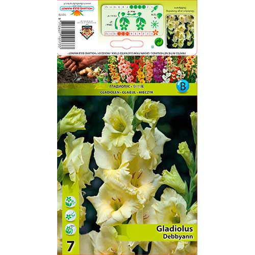 Großblumige Gladiole Debbyann interface.art Bild 1 Großblumige Gladiole Debbyann interface.image 1 interface.art 76590