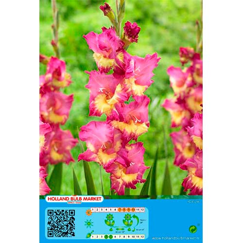 Großblumige Gladiole Far West interface.art Bild 1 Großblumige Gladiole Far West interface.image 1 interface.art 76443
