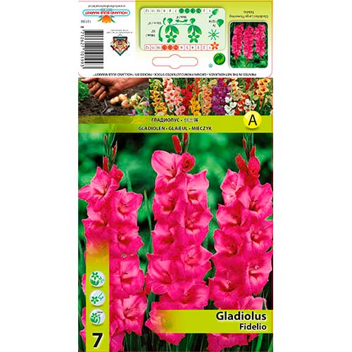 Großblumige Gladiole Fidelio interface.art Bild 1 Großblumige Gladiole Fidelio interface.image 1 interface.art 76246