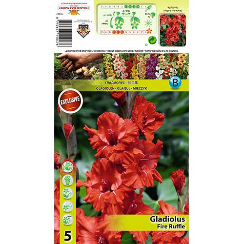 Großblumige Gladiole Fire Ruffle interface.art Bild 1 Großblumige Gladiole Fire Ruffle interface.image 1 interface.art 70395