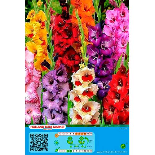 Großblumige Gladiole Gigant, Farbmischung interface.art Bild 1 Großblumige Gladiole Gigant, Farbmischung interface.image 1 interface.art 76446