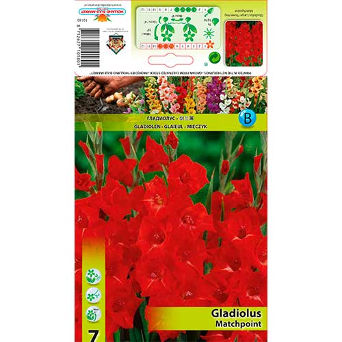 Großblumige Gladiole Matchpoint interface.art Bild 1 Großblumige Gladiole Matchpoint interface.image 1 interface.art 76248