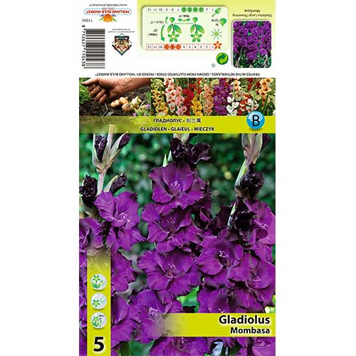 Großblumige Gladiole Mombasa interface.art Bild 1 Großblumige Gladiole Mombasa interface.image 1 interface.art 70398