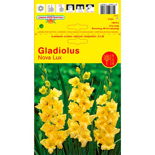 Großblumige Gladiole Nova Lux interface.art Bild 1 Großblumige Gladiole Nova Lux interface.image 1 interface.art 76447