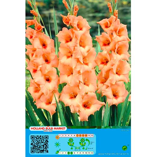 Großblumige Gladiole Peter Pears interface.art Bild 1 Großblumige Gladiole Peter Pears interface.image 1 interface.art 76448