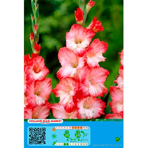 Großblumige Gladiole Pink Lady interface.art Bild 1 Großblumige Gladiole Pink Lady interface.image 1 interface.art 76253