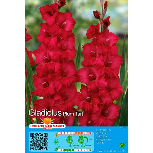 Großblumige Gladiole Plum Tart interface.art Bild 1 Großblumige Gladiole Plum Tart interface.image 1 interface.art 76449
