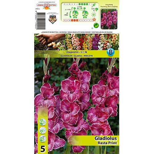 Großblumige Gladiole Rasta Print interface.art Bild 1 Großblumige Gladiole Rasta Print interface.image 1 interface.art 70399