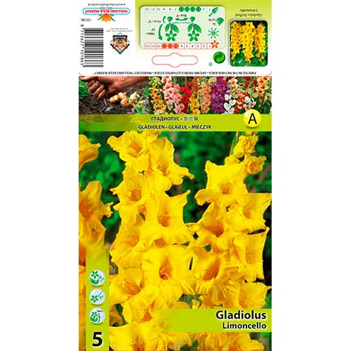 Großblumige Gladiole Ruffled Limoncello interface.art Bild 1 Großblumige Gladiole Ruffled Limoncello interface.image 1 interface.art 76251