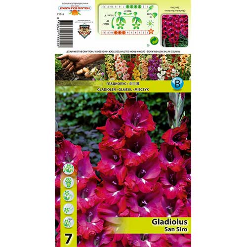 Großblumige Gladiole San Siro interface.art Bild 1 Großblumige Gladiole San Siro interface.image 1 interface.art 70400