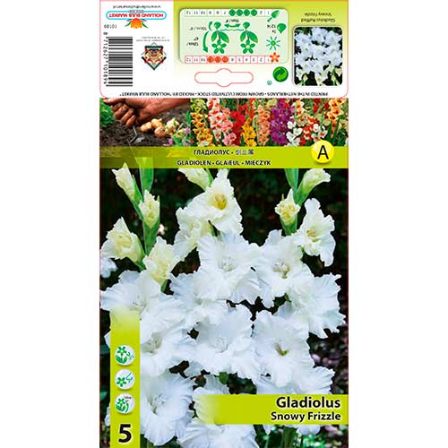 Großblumige Gladiole Snowy Frizzle interface.art Bild 1 Großblumige Gladiole Snowy Frizzle interface.image 1 interface.art 70401