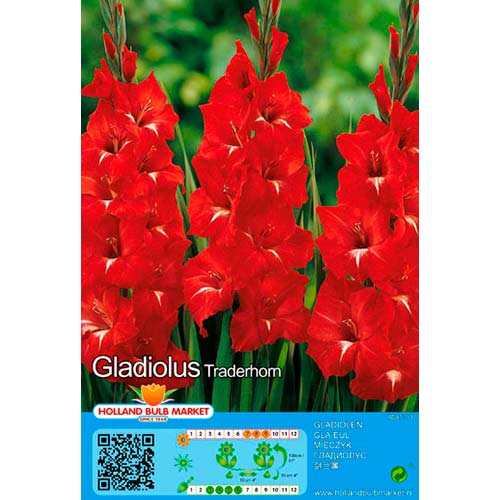 Großblumige Gladiole Traderhorn interface.art Bild 1 Großblumige Gladiole Traderhorn interface.image 1 interface.art 70465