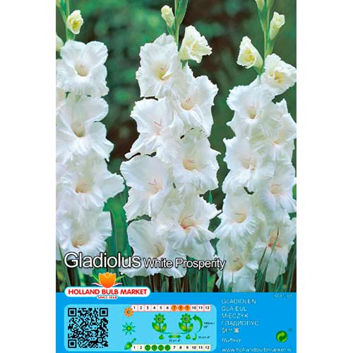 Großblumige Gladiole White Prosperity interface.art Bild 1 Großblumige Gladiole White Prosperity interface.image 1 interface.art 70466