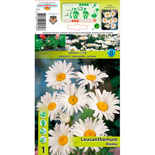 Großblumige Margerite Alaska interface.art Bild 1 Großblumige Margerite Alaska interface.image 1 interface.art 76612