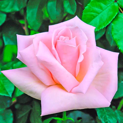 Großblumige Rose Antonella interface.art Bild 1 Großblumige Rose Antonella interface.image 1 interface.art 5695
