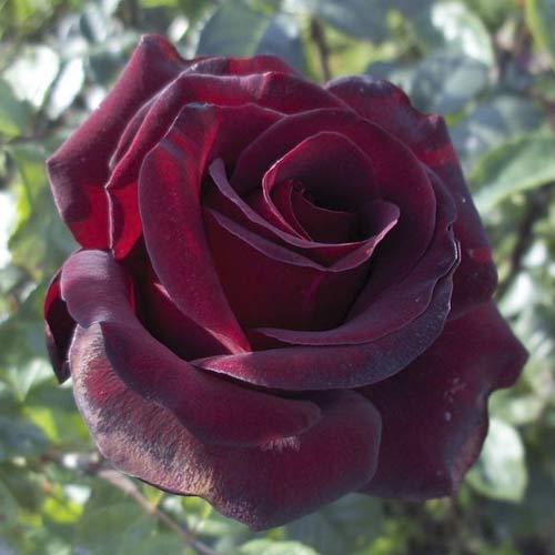 Großblumige Rose Black Madonna interface.image 1 interface.art 6222