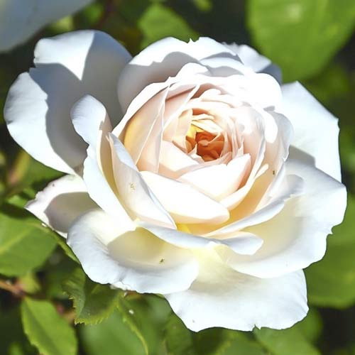 Großblumige Rose Brilliance interface.image 1 interface.art 6223