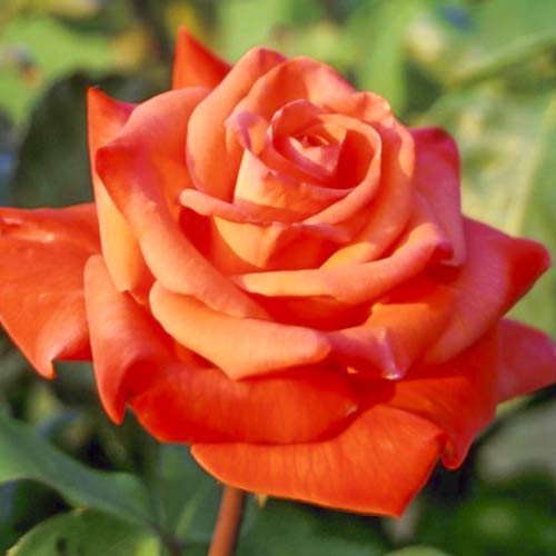 Großblumige Rose Christoph Columbus interface.image 1 interface.art 6224