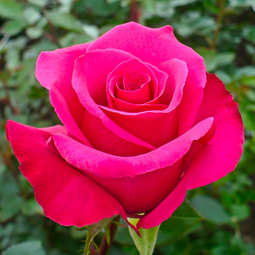 Großblumige Rose dunkelrosa interface.art Bild 1 Großblumige Rose dunkelrosa interface.image 1 interface.art 5887