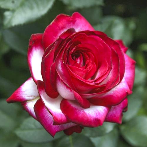 Großblumige Rose Fair Lady interface.art Bild 1 Großblumige Rose Fair Lady interface.image 1 interface.art 6227