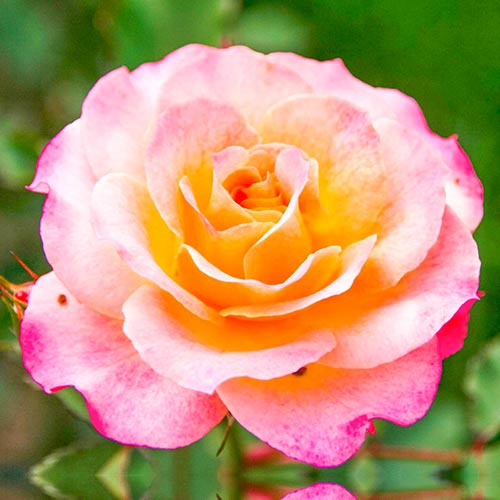 Großblumige Rose gelb - rosa interface.art Bild 1 Großblumige Rose gelb - rosa interface.image 1 interface.art 5885