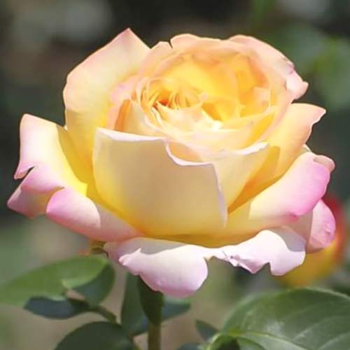 Großblumige Rose Gloria Dei interface.art Bild 1 Großblumige Rose Gloria Dei interface.image 1 interface.art 6228