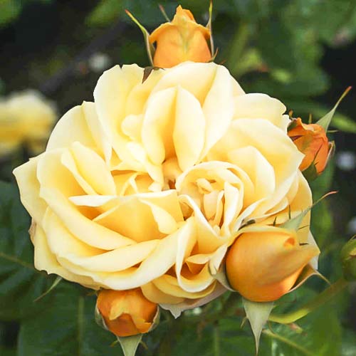 Großblumige Rose Gracious Queen interface.art Bild 1 Großblumige Rose Gracious Queen interface.image 1 interface.art 6230