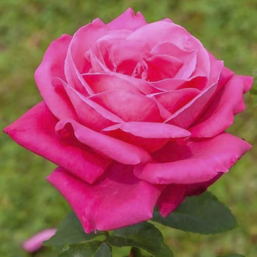 Großblumige Rose Jacaranda interface.art Bild 1 Großblumige Rose Jacaranda interface.image 1 interface.art 6232