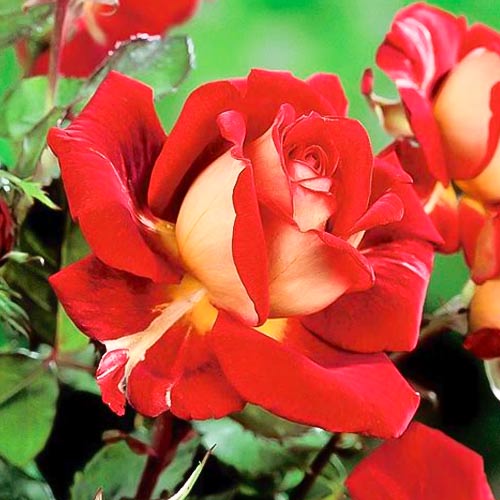 Edelrose Rosa Kronenburg interface.art Bild 1 Edelrose Rosa Kronenburg interface.image 1 interface.art 6233