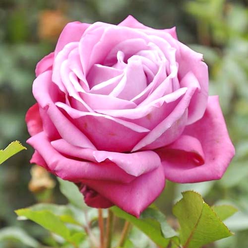Edelrose Rosa Lila Wunder interface.art Bild 1 Edelrose Rosa Lila Wunder interface.image 1 interface.art 6234
