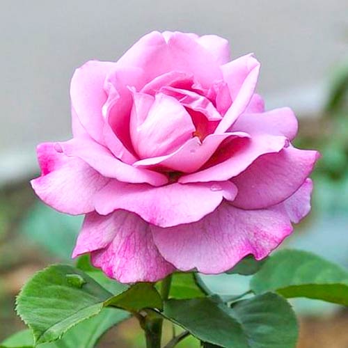 Großblumige Rose lila interface.art Bild 1 Großblumige Rose lila interface.image 1 interface.art 5889