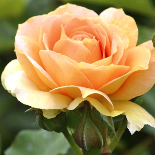 Großblumige Rose Magic Lantern interface.art Bild 1 Großblumige Rose Magic Lantern interface.image 1 interface.art 6235