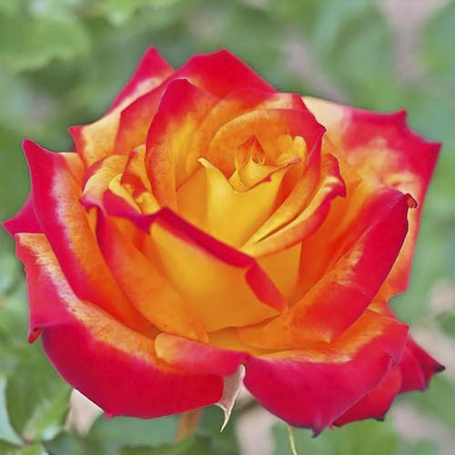 Großblumige Rose Meilambra interface.art Bild 1 Großblumige Rose Meilambra interface.image 1 interface.art 6236