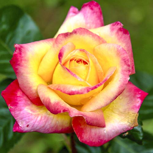 Großblumige Rose Orient Express interface.art Bild 1 Großblumige Rose Orient Express interface.image 1 interface.art 6240