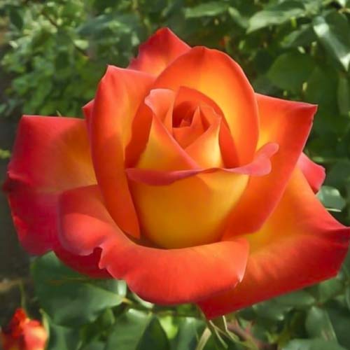 Großblumige Rose Prestige de Lyon interface.art Bild 1 Großblumige Rose Prestige de Lyon interface.image 1 interface.art 6241