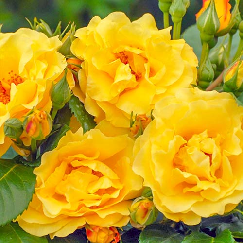 Großblumige Rose Sunshine Happy Trails interface.art Bild 1 Großblumige Rose Sunshine Happy Trails interface.image 1 interface.art 5702