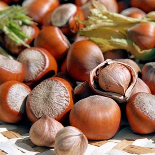 Haselnuss Jefferson interface.image 1 interface.art 6933