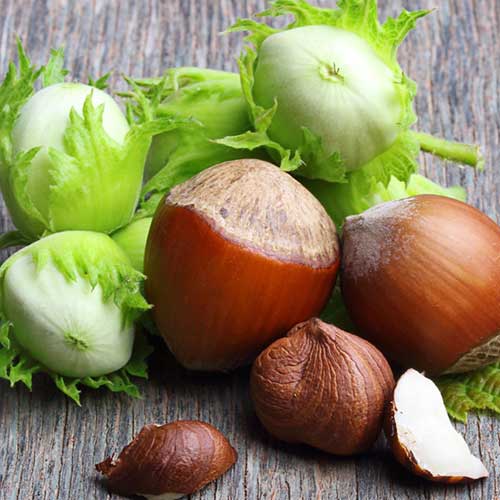 Haselnuss Sacajawea interface.image 1 interface.art 6932