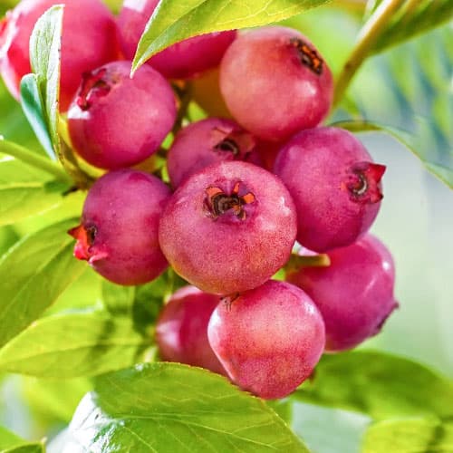 Heidelbeere Pink Blueberry interface.art Bild 1 Heidelbeere Pink Blueberry interface.image 1 interface.art 9324