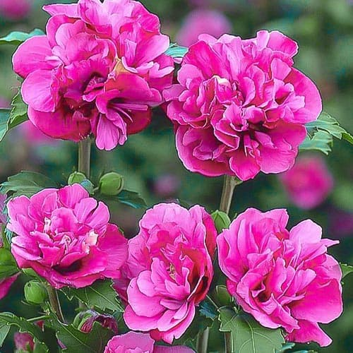 Hibiskus Duc de Brabant interface.image 1 interface.art 9021