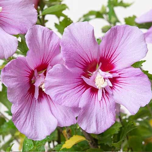 Hibiskus Maike, С2 interface.art Bild 1 Hibiskus Maike, С2 interface.image 1 interface.art 9667