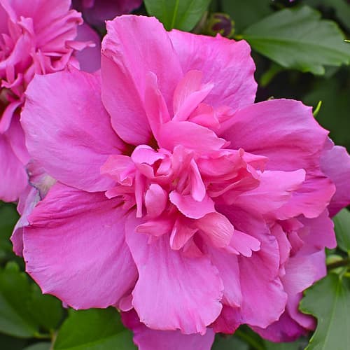 Hibiskus Sanchoyo, С2 interface.art Bild 1 Hibiskus Sanchoyo, С2 interface.image 1 interface.art 9668