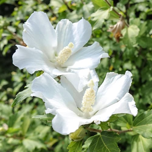 Hibiskus William R. Smith interface.art Bild 1 Hibiskus William R. Smith interface.image 1 interface.art 5646