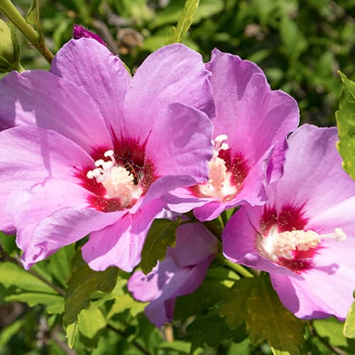 Hibiskus Woodbridge interface.art Bild 1 Hibiskus Woodbridge interface.image 1 interface.art 4725