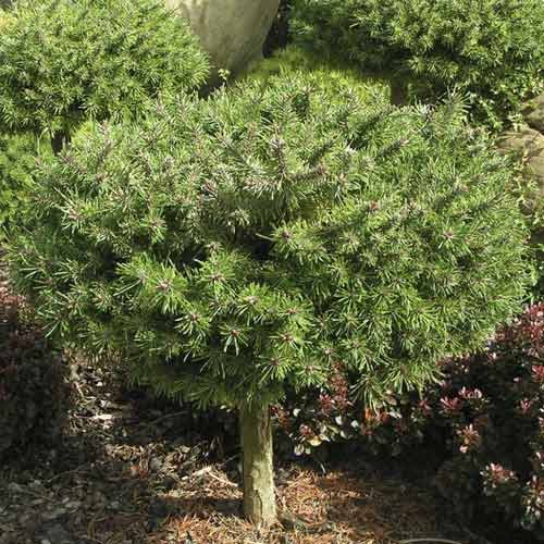 Himalaya-Kiefer Paradekissen, C4 interface.image 1 interface.art 8253