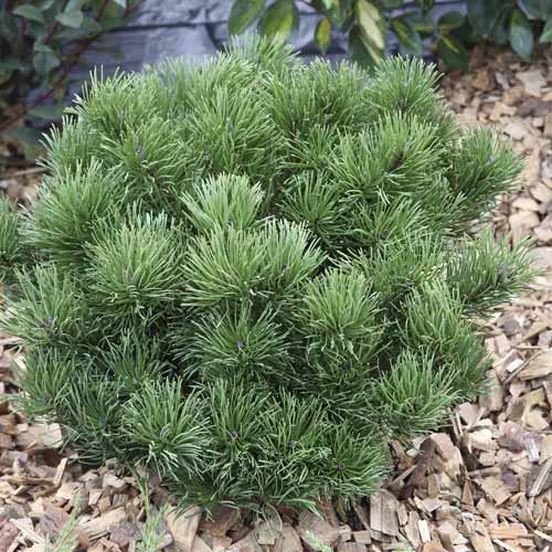 Himalaya-Kiefer Pumillio, С3 interface.image 1 interface.art 7748