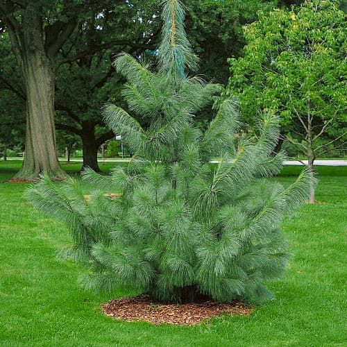 Himalaya-Kiefer, Р9 interface.image 1 interface.art 9409