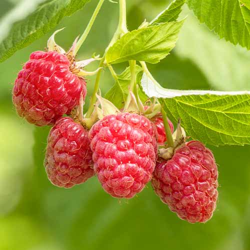 Himbeer-Brombeer Tummleberry interface.art Bild 1 Himbeer-Brombeer Tummleberry interface.image 1 interface.art 5833
