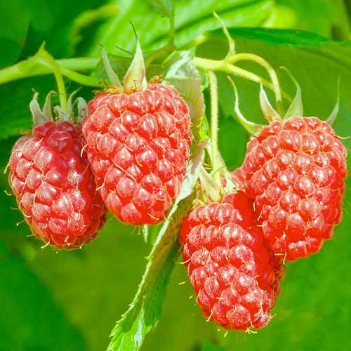 Himbeer-Brombeer Loganberry, Р9 interface.art Bild 1 Himbeer-Brombeer Loganberry, Р9 interface.image 1 interface.art 7509