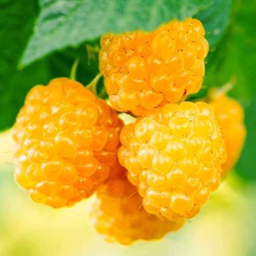 Himbeere Golden Everest, Р9 interface.art Bild 1 Himbeere Golden Everest, Р9 interface.image 1 interface.art 5840